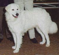 Kuvasz