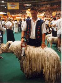 Komondor in Hungary 1996