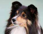 Sheltie (Tricolour)