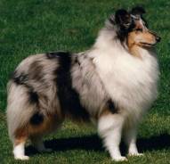 Collie (Rough) Blue Merle