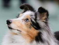 Sheltie Blue Merle