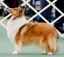 Sheltie (Sable)