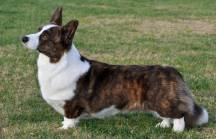 Welsh Corgi (Pembroke and Cardigan) » JaneDogs