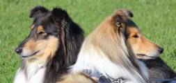 Collies Tri and Sable