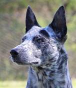 Stumpy Tail Cattle Dog