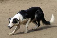 Border Collie 'moving with stealth'