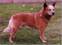 Australian Cattle Dog