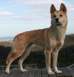 Dingo